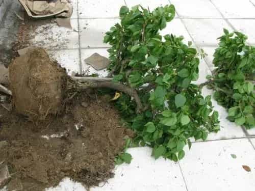 盆景养护管理 | 三角梅换盆叶子全蔫了怎么回事