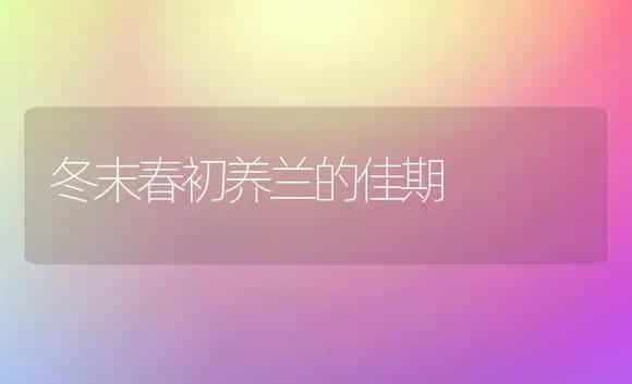 冬末春初养兰的佳期 | 家庭养花