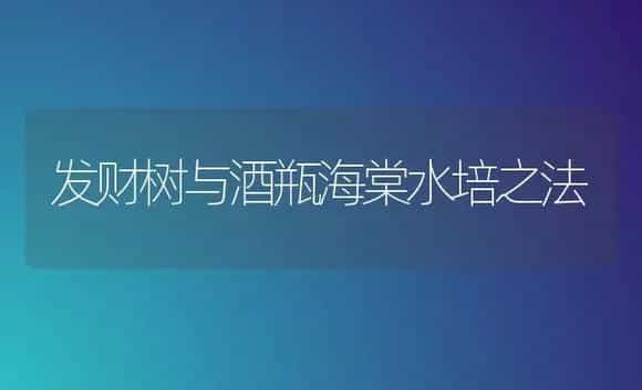 发财树与酒瓶海棠水培之法 | 家庭养花