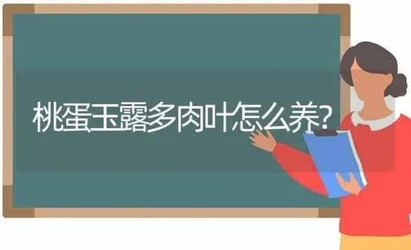 桃蛋玉露多肉叶怎么养? | 多肉养殖