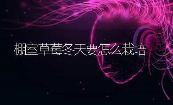 棚室草莓冬天要怎么栽培 | 果木种植