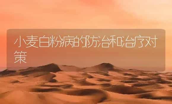 小麦白粉病的防治和治疗对策 | 农作物种植