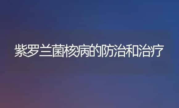 紫罗兰菌核病的防治和治疗 | 家庭养花