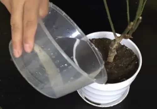 盆景养护管理 | 家庭盆栽梅花怎么养