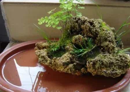风水盆栽 | 菖蒲盆景可以放家里吗？菖蒲的风水作用