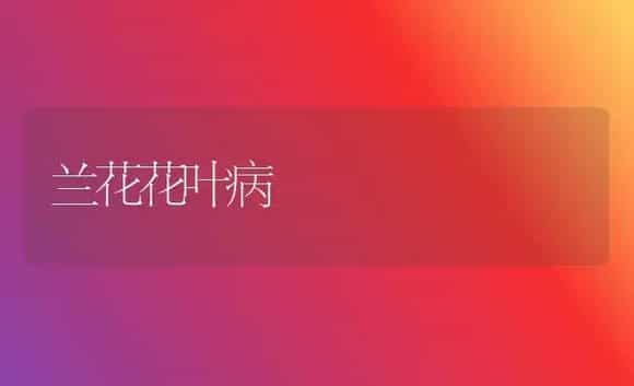 室内红掌盆栽 | 家庭养花