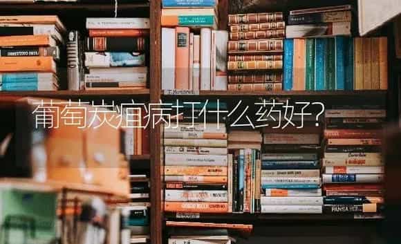 葡萄炭疽病打什么药好? | 果木种植