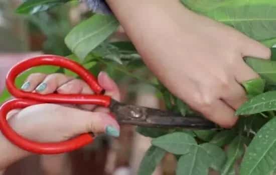 盆栽修剪 | 发财树怎么打芽才能让它多长新芽