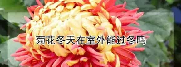菊花冬天在室外能过冬吗