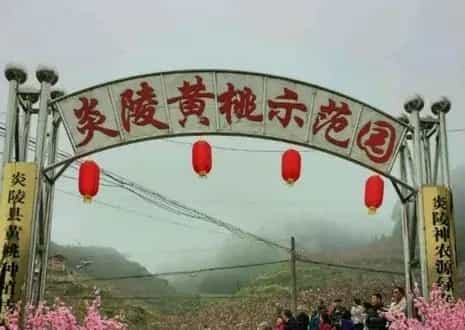 炎陵黄桃多少钱一斤?什么时候成熟上市?好吃吗?