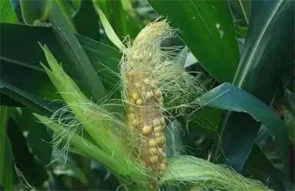 怎样预防玉米高温为害的办法