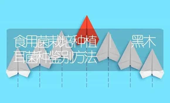 黑木耳菌种鉴别方法 | 菌菇种植