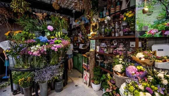 蓝色菊花的花语和寓意