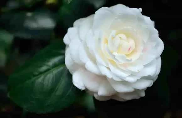 茶花冬季如何养殖