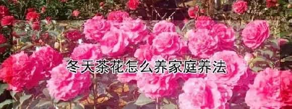 冬天茶花怎么养家庭养法