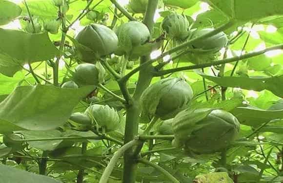 如何防治和治疗棉花烂铃
