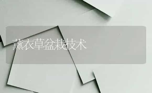 薰衣草盆栽技术 | 特种种植