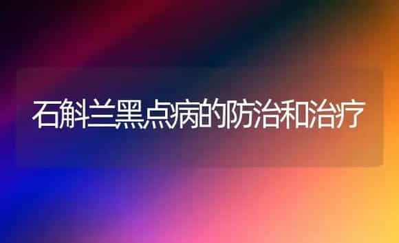 石斛兰黑点病的防治和治疗 | 家庭养花