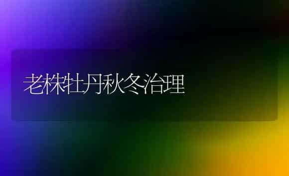 老株牡丹秋冬治理 | 家庭养花
