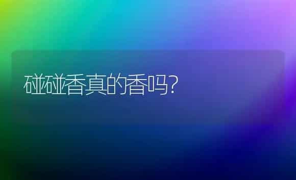 碰碰香真的香吗？ | 多肉养殖