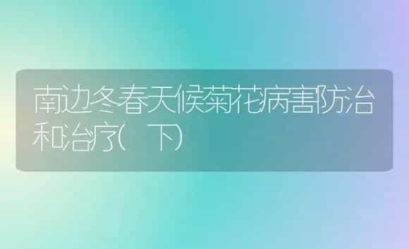 南边冬春天候菊花病害防治和治疗(下) | 家庭养花