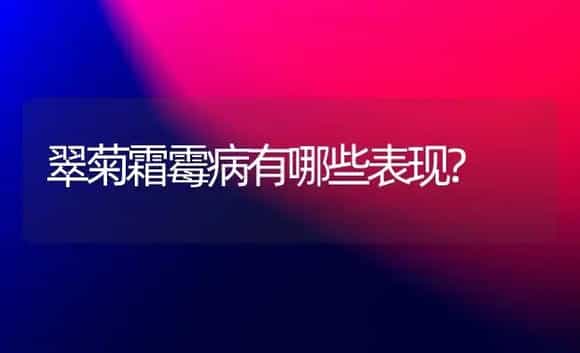 翠菊霜霉病有哪些表现? | 家庭养花