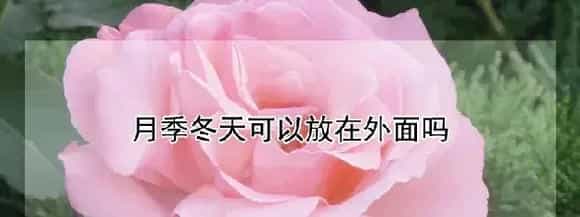 月季冬天可以放在外面吗