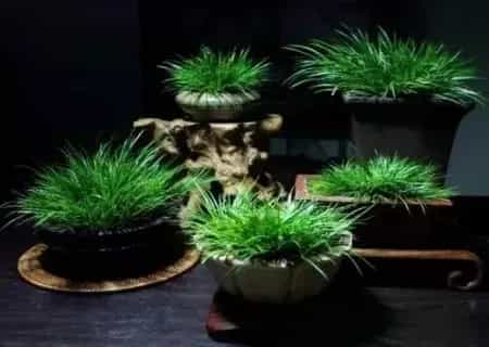 盆景知识 | 种菖蒲用什么土栽——菖蒲养殖土分析