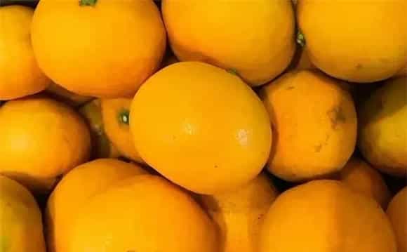 橙子的采果与保鲜技术