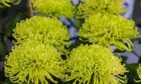 冬天怎么养护和修剪菊花:留根存芽,修剪别留手