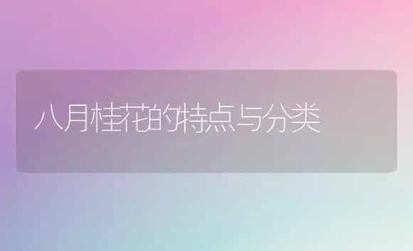 八月桂花的特点与分类 | 家庭养花