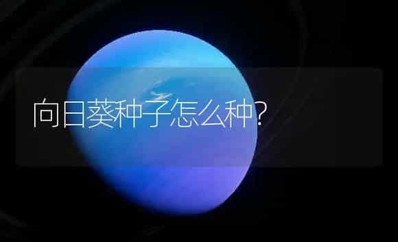 向日葵种子怎么种？ | 农作物种植