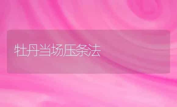牡丹当场压条法 | 家庭养花