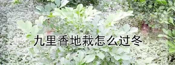 九里香地栽怎么过冬