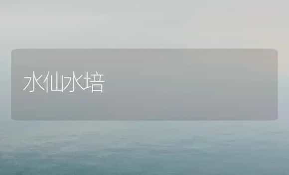 水仙水培 | 家庭养花