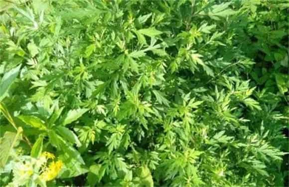 怎样栽培艾草才好