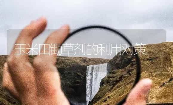 玉米田锄草剂的利用对策 | 农作物种植