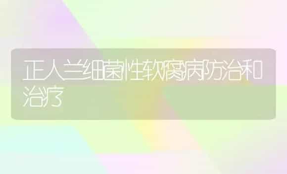 正人兰细菌性软腐病防治和治疗 | 家庭养花