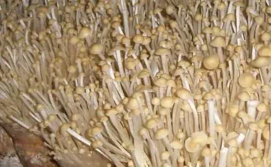 金针菇根怎么再生，用新鲜的、根部完好的金针菇为宜