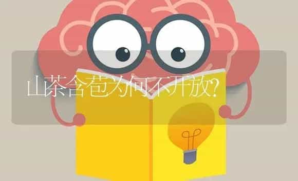 山茶含苞为何不开放? | 特种种植