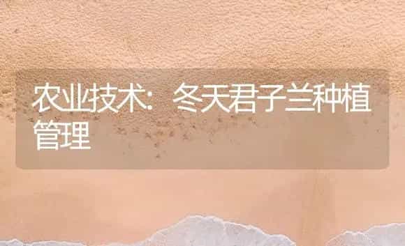 农业技术:冬天君子兰种植管理 | 家庭养花