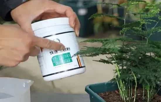 盆景养护管理 | 文竹不长笋芽怎么办 这两样可让它新芽冒不停