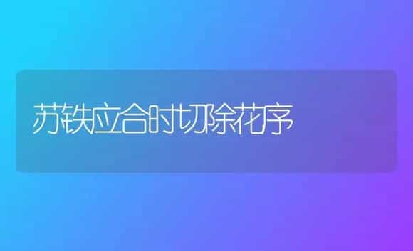 苏铁应合时切除花序 | 家庭养花