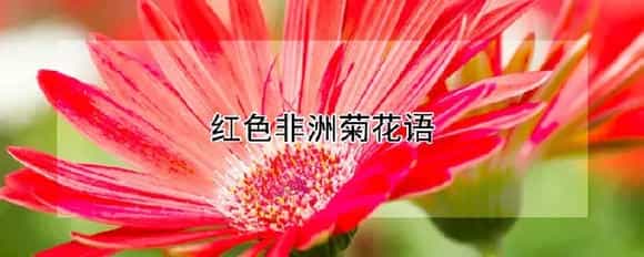 红色非洲菊花语