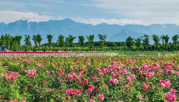 月季花花语 月季花花语及寓意