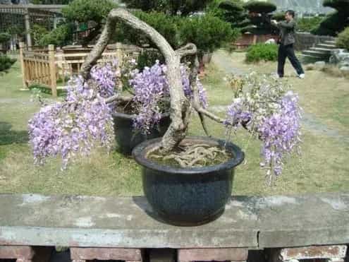 盆景养护管理 | 紫藤盆景养护管理
