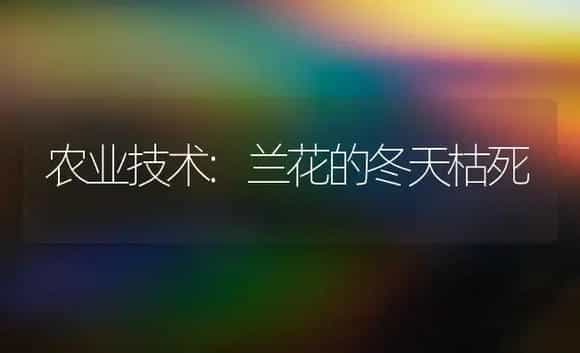 农业技术:兰花的冬天枯死 | 家庭养花