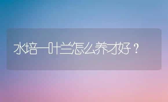 水培一叶兰怎么养才好？ | 家庭养花