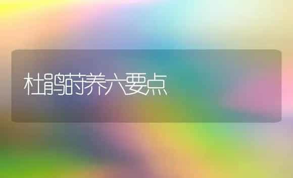 杜鹃莳养六要点 | 家庭养花