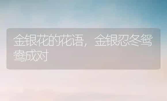 金银花的花语，金银忍冬鸳鸯成对 | 绿植寓意